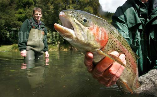 Rainbow trout