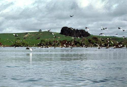 Black swans