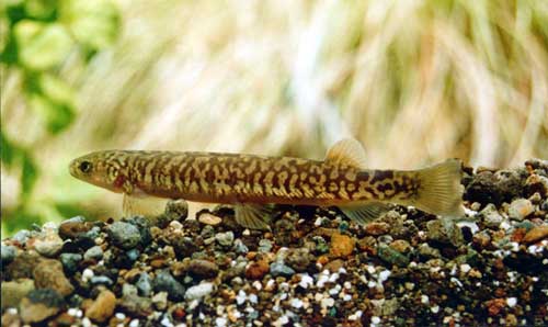 Taupō’s native species 