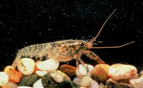 Freshwater crayfish 