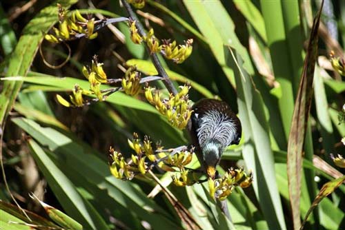 Tūī feeding