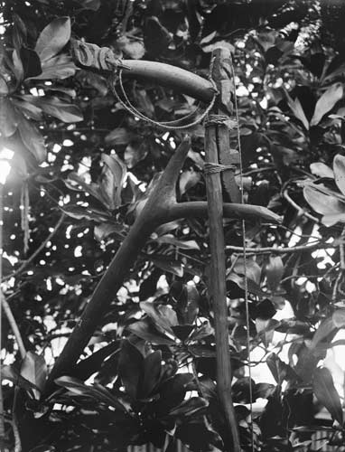 Mutu in karaka tree