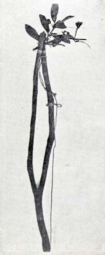 Tumu