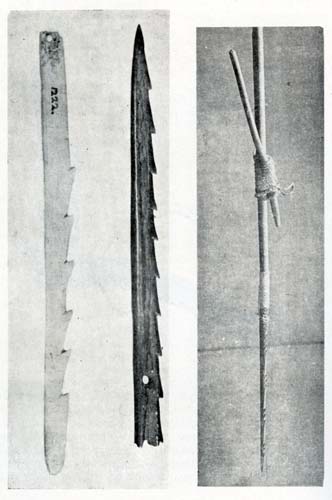 Bird spear points