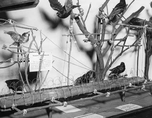 Bird traps