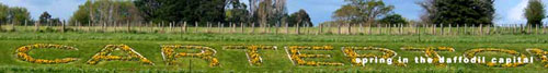 Daffodil capital
