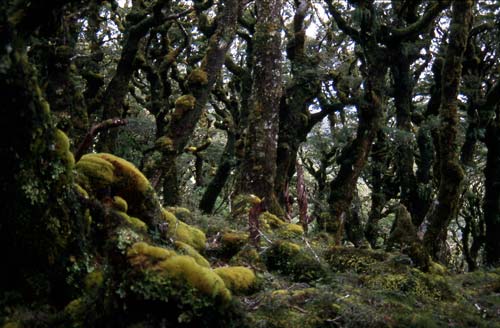 Tararua fairyland