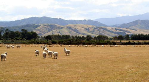 Wairarapa sheep flock