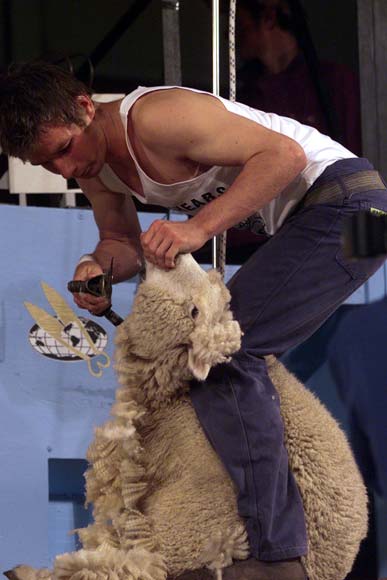 Champion shearer