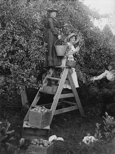 Picking apples