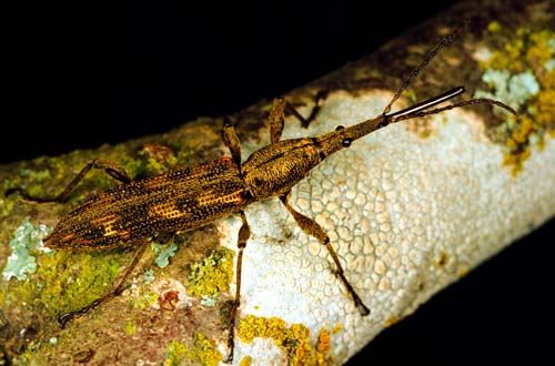 Giraffe weevil