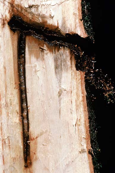 Pūriri moth caterpillar