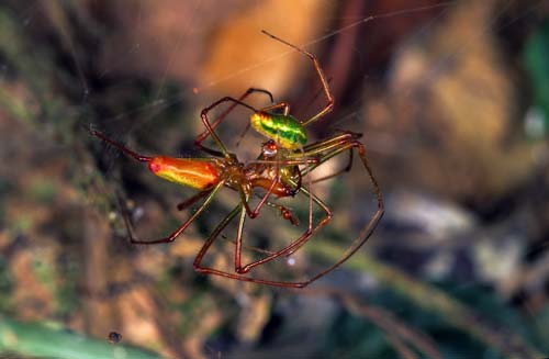 Orb-web spiders mating