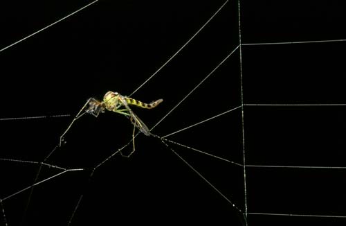 Trapped fly 