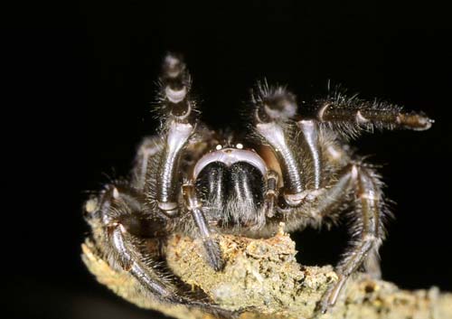 Tunnel-web spider
