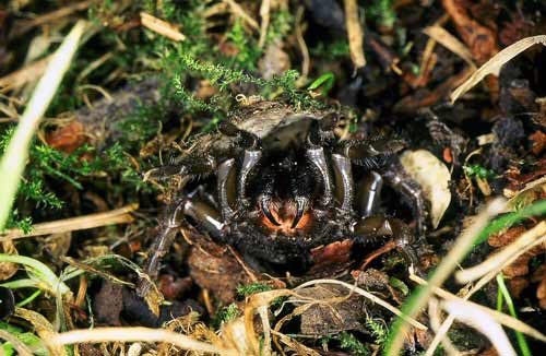 Trapdoor spider