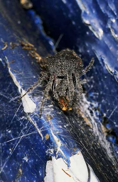 Orb-web spider 