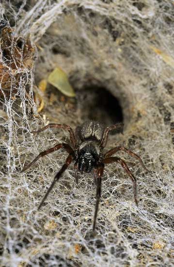 Common house spider