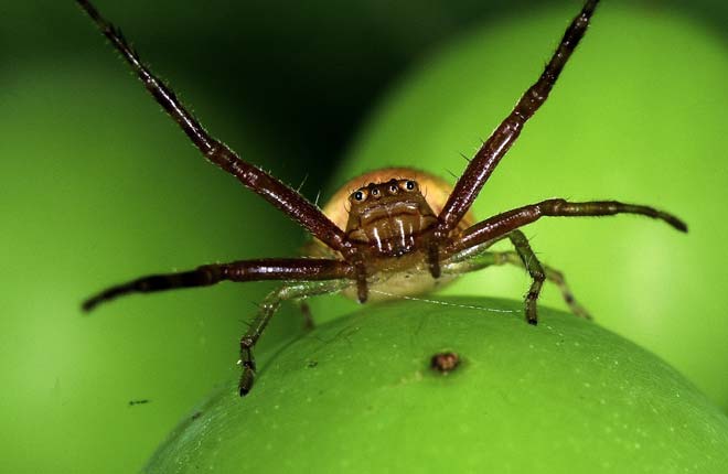Crab spider
