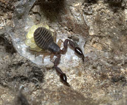 Pseudoscorpion
