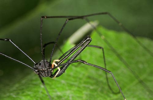 Male harvestman