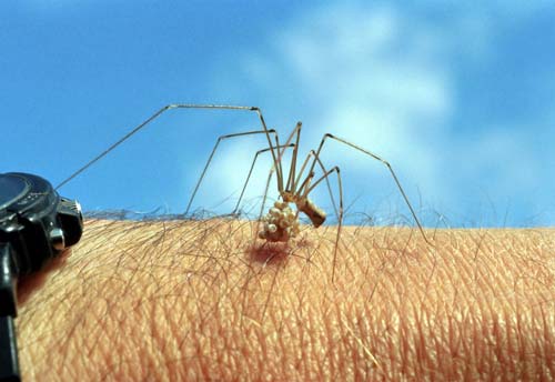 Daddy-long-legs