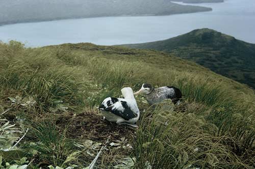 Auckland Islands 