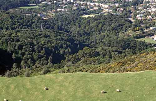 Ōtari–Wilton's Bush