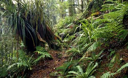 Forest floor