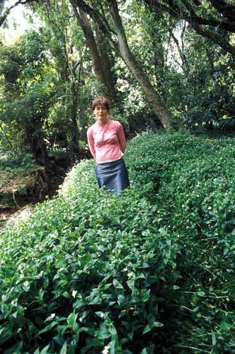 Tradescantia