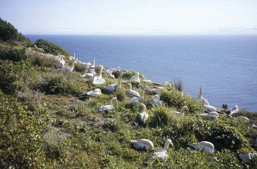 Concrete gannets