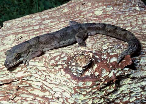 Pacific gecko