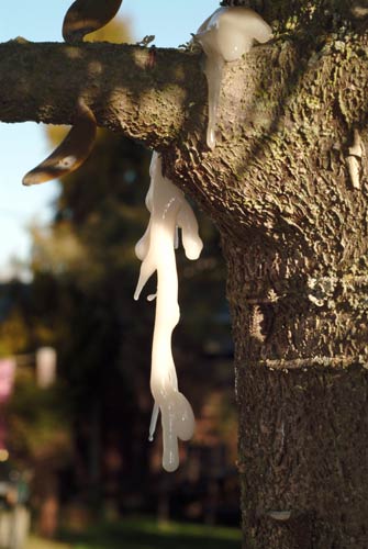 Kauri gum