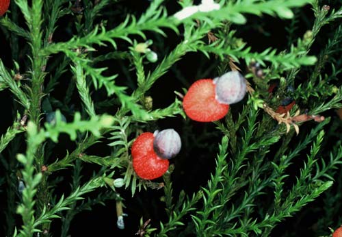 Kahikatea berries 