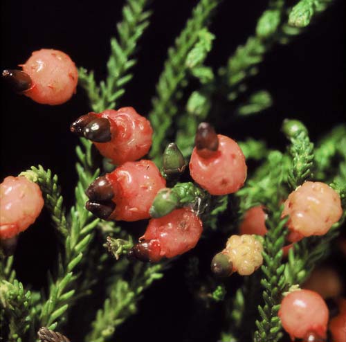 Rimu berries 