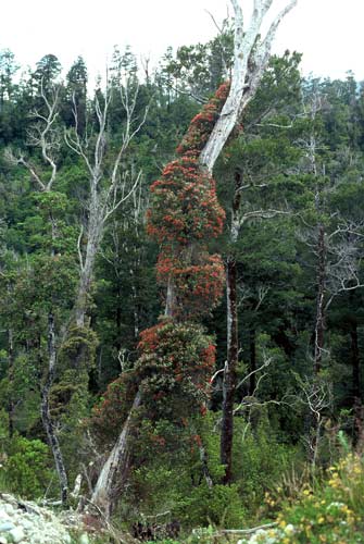 Rātā flower 