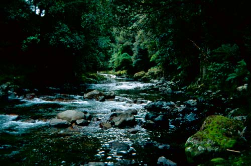 River flowing through bush