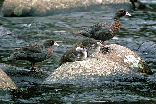 Blue ducks