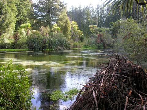 Hamurana Springs, 2007