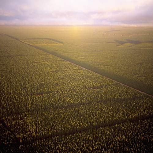 Kāingaroa Forest