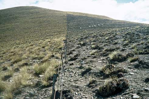 Impact of burning and grazing