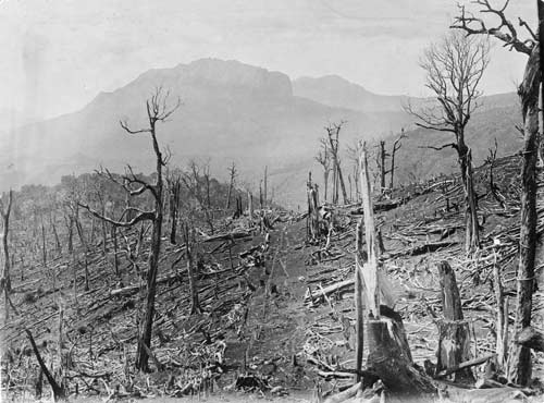 Remains of forest 