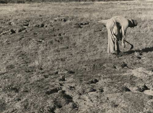 Laying phosphorised bait 