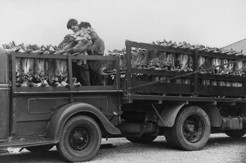 Loading rabbit carcasses