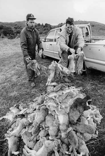 Collecting dead rabbits after poisoning