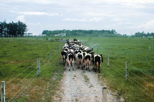 Fenced laneway