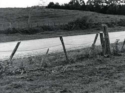 Fence needing repair