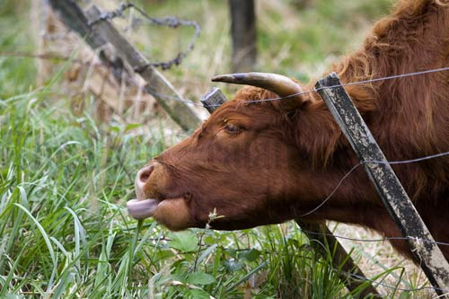 Impact of cattle