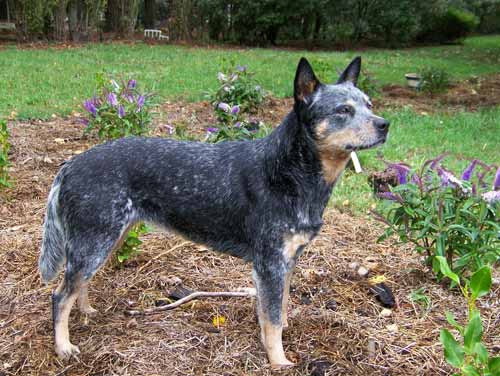 Australian cattle dog