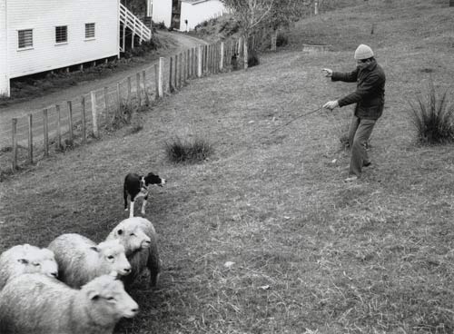 Training a pup